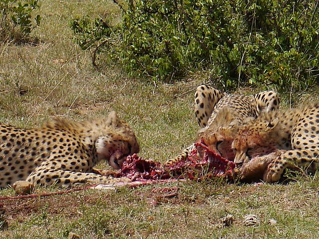 4 Days Lake Nakuru- Masai Mara Safari